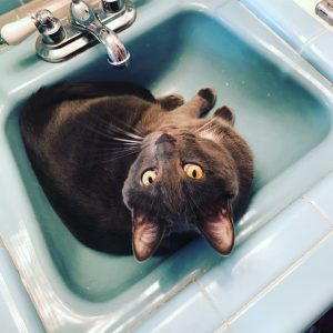 cat in vintage sink